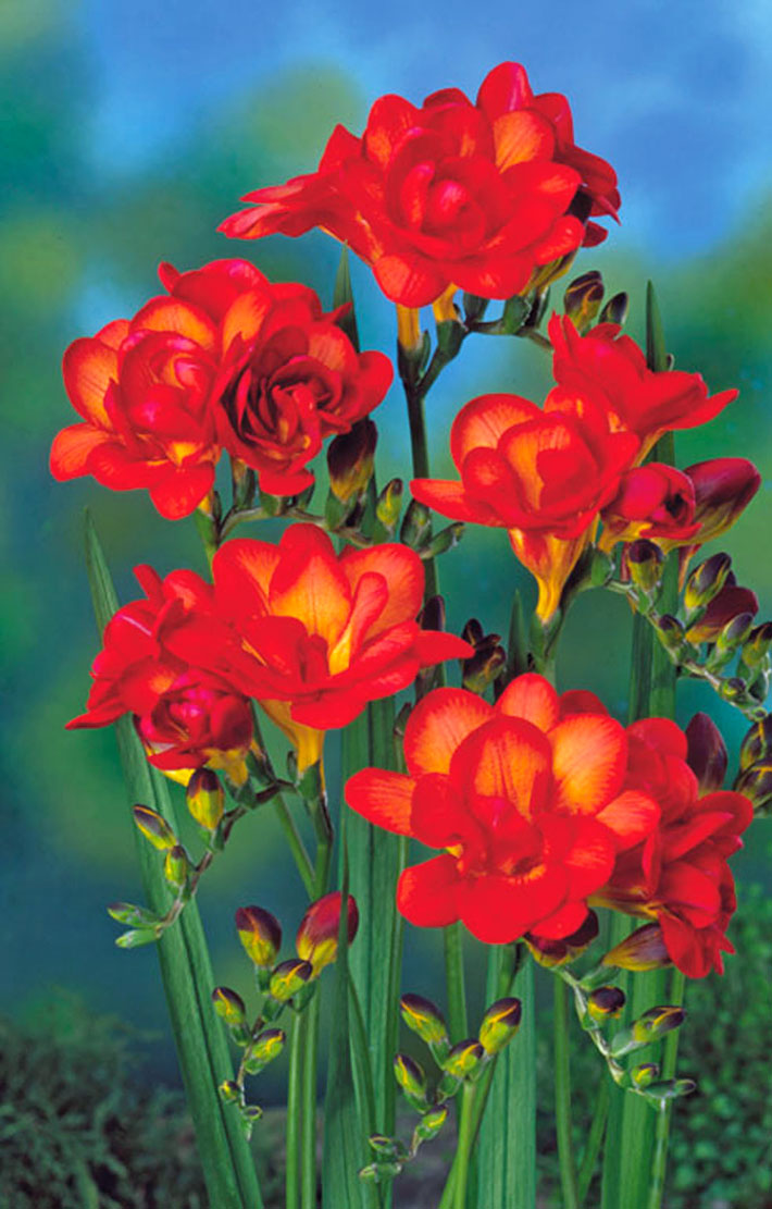 Freesia Planting Guide