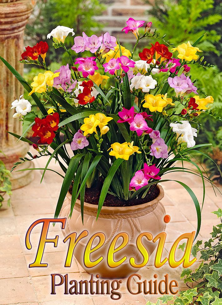 Freesia Planting Guide
