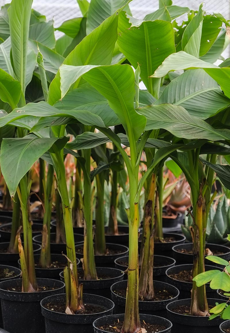 How To Grow Banana Trees In Pots