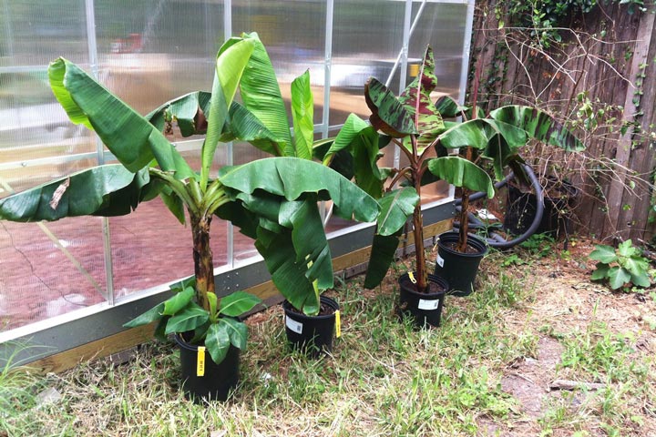 How To Grow Banana Trees In Pots
