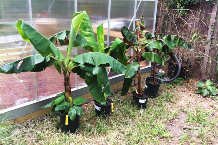 How To Grow Banana Trees In Pots