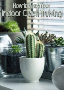 How to Keep Your Indoor Cacti Thriving