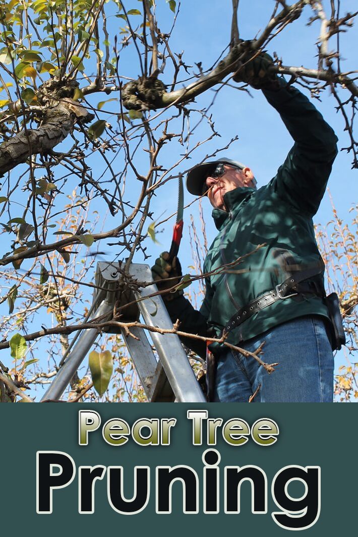 Pear Tree Pruning