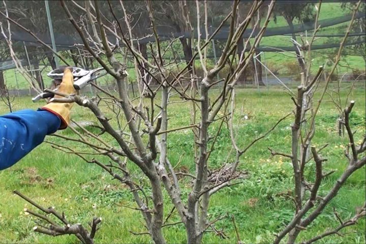 Pear Tree Pruning