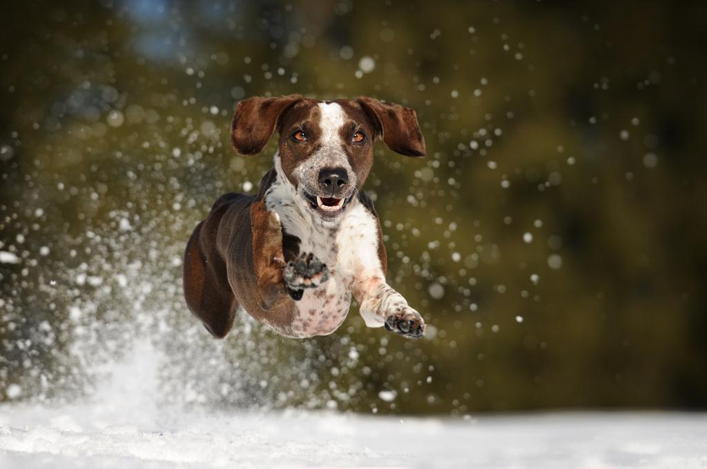 Soulful Portraits Of Dogs In Austrian Wilderness