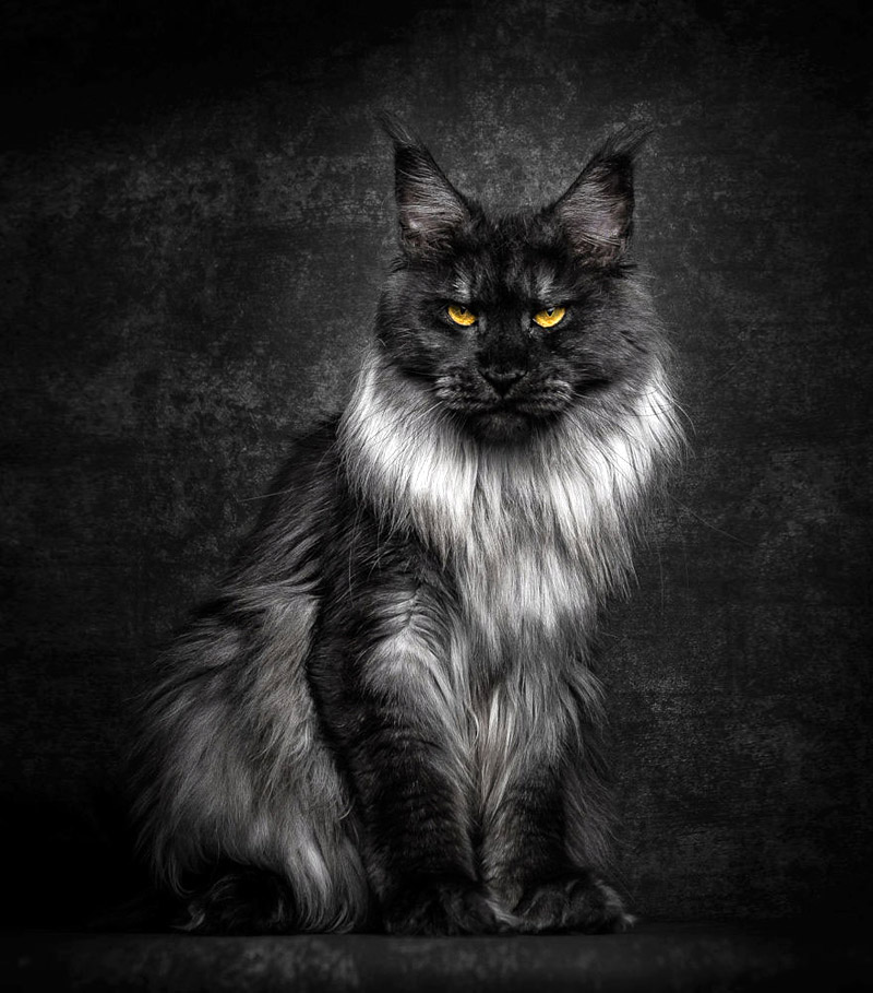 Strikingly Beautiful Portraits of Cats Kings - Maine Coons