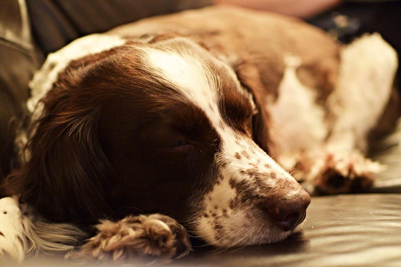 What is Your Dog Dreaming About A Harvard Psychologist Explains