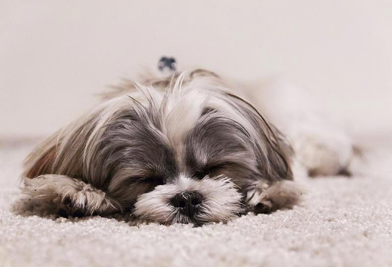 What is Your Dog Dreaming About A Harvard Psychologist Explains