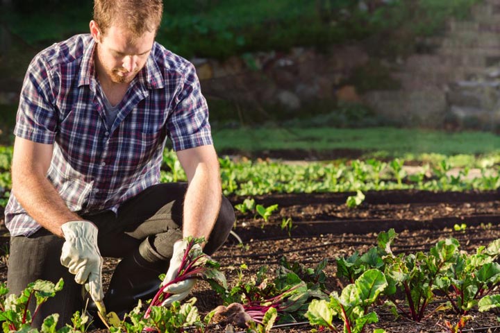 What to do in the Kitchen Garden in October