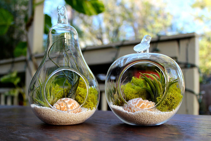 How to Start Your Own Trouble Free Terrarium