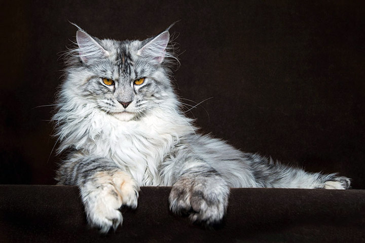 Strikingly Beautiful Portraits of "Cats Kings" - Maine Coons