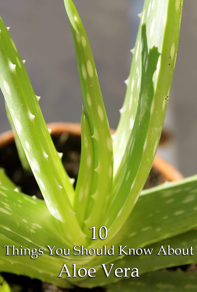 10 Things You Should Know About Aloe Vera