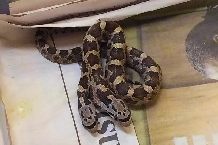 Two-headed Snake Discovered in Texas Backyard