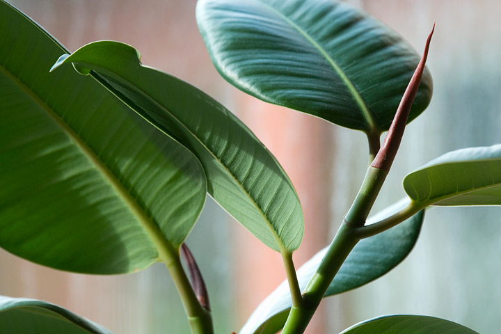 Improve Indoor Air Quality With Air Purifying Houseplants