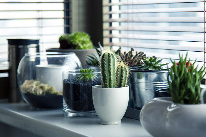 How to Keep Your Indoor Cacti Thriving