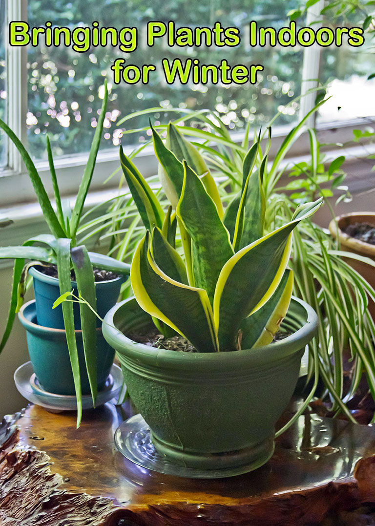 Steps for Bringing Plants Indoors for Winter