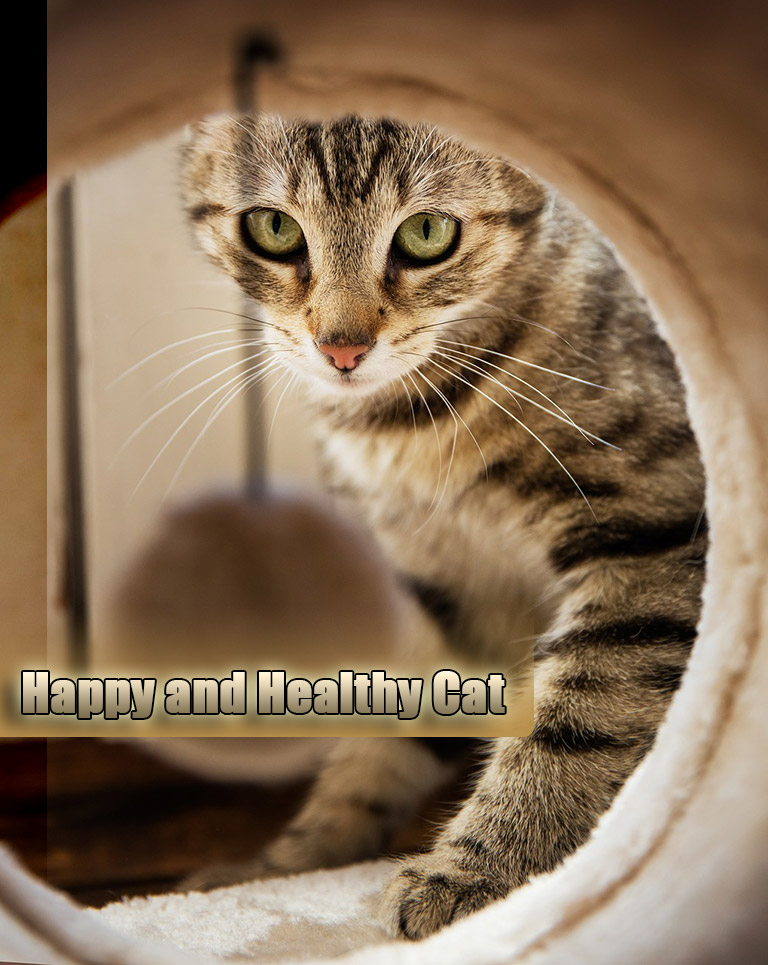 Help Your Cat Live Longer Healthier Life