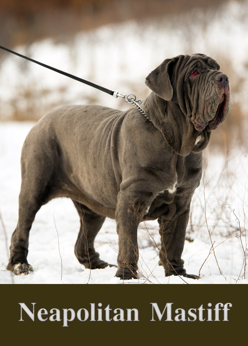 Dog Breed Facts and Info – Neapolitan Mastiff