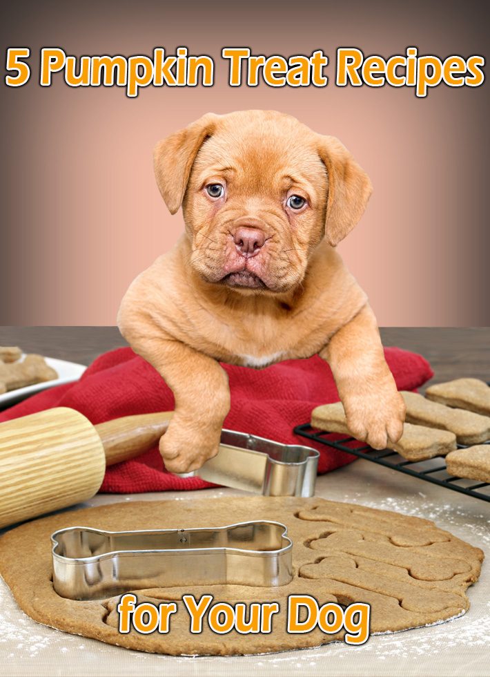 5 Pumpkin Treat Recipes for Your Dog