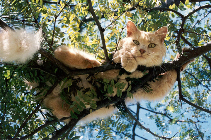 How to Get a Cat Down From a Tree