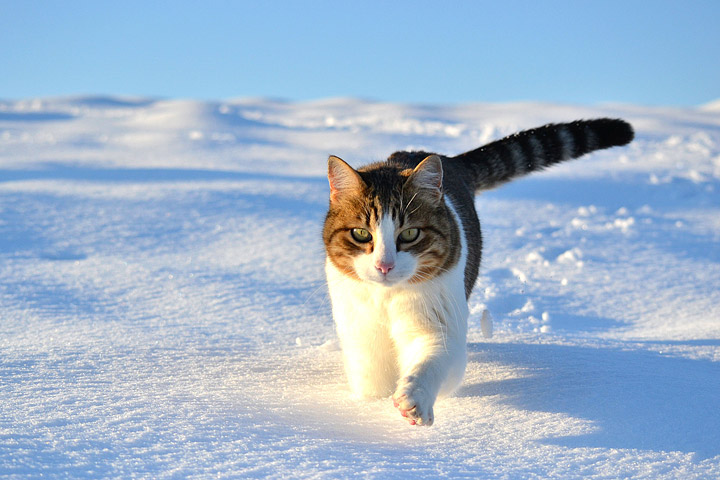 How to Help Homeless Cats in the Winter