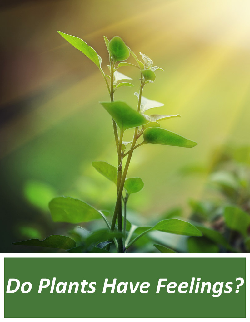 Do Plants Have Feelings?