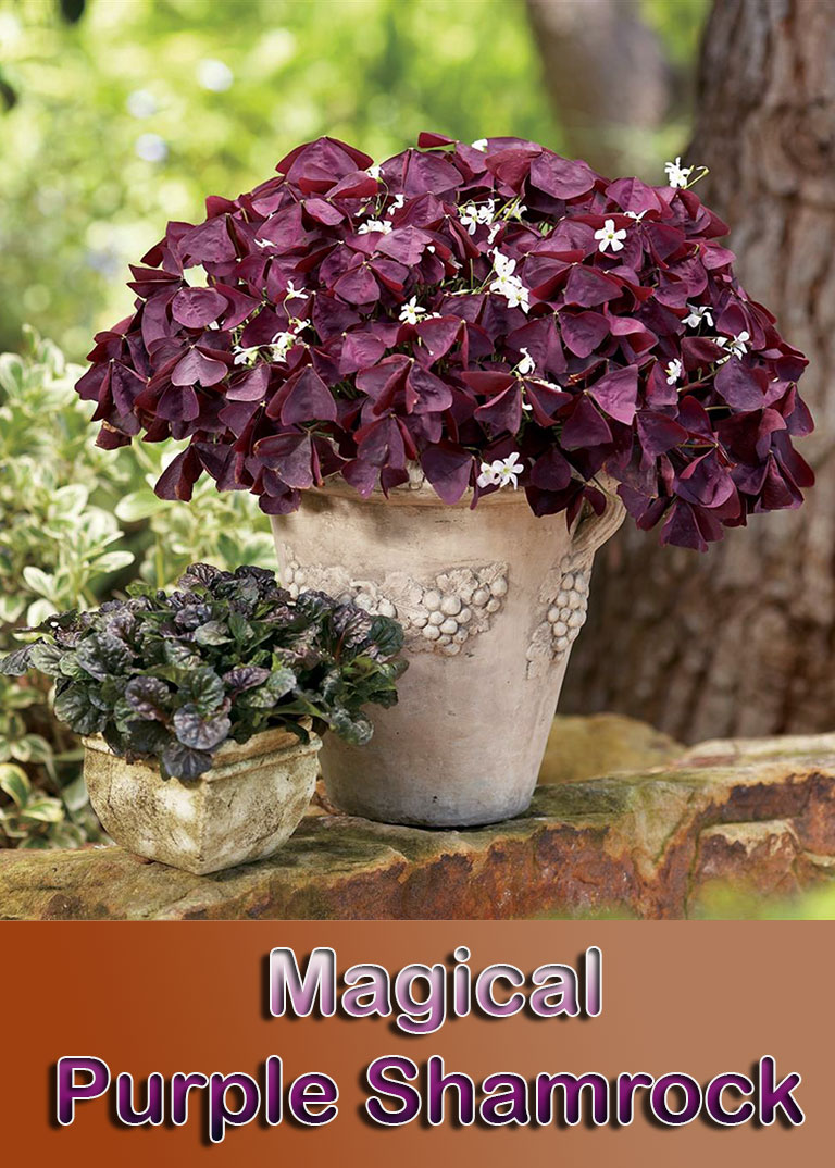 Magical Purple Shamrock - Info and Care