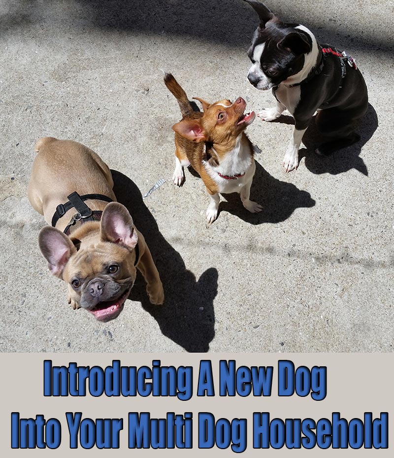 Introducing A New Dog Into Your Multi Dog Household