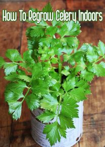 How To Regrow Celery Indoors