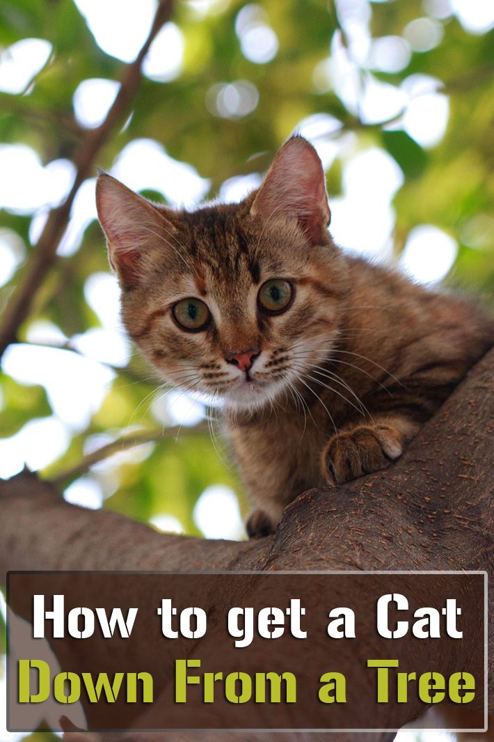 How to Get a Cat Down From a Tree