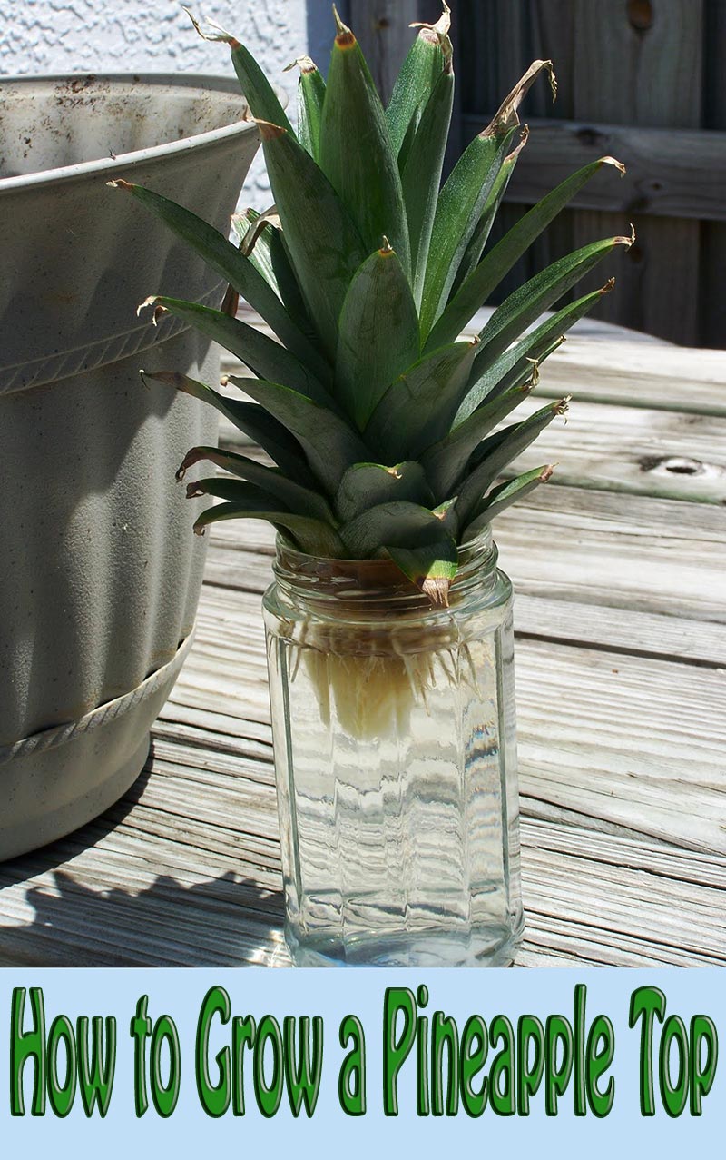 How to Grow a Pineapple Top