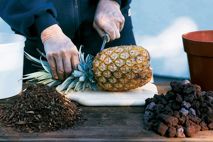 How to Grow a Pineapple Top