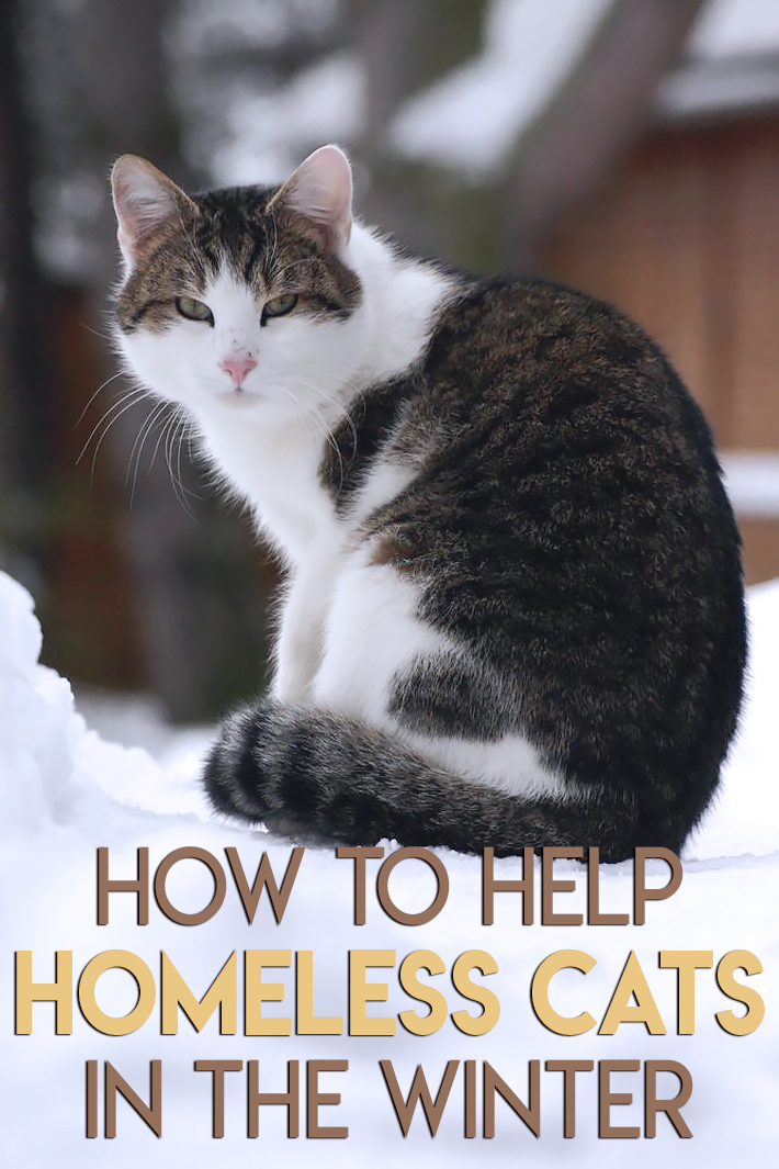 Quiet CornerHow to Help Homeless Cats in the Winter Quiet Corner