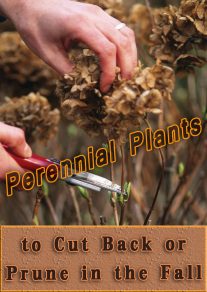 Perennial Plants to Cut Back or Prune in the Fall