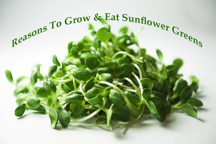 Reasons To Grow & Eat Sunflower Greens