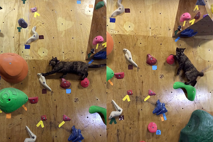 Funny Animal Video - Cat Masters Climbing Wall