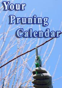 Your Pruning Calendar