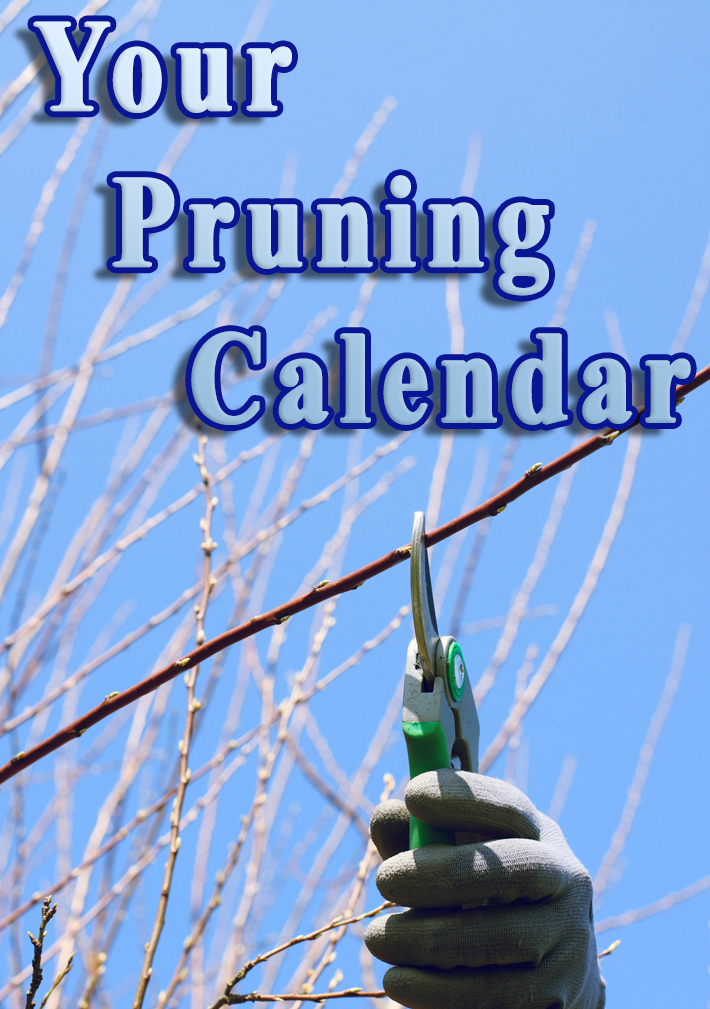 Quiet Corner:Your Pruning Calendar - Quiet Corner