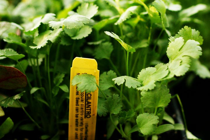 Growing Cilantro