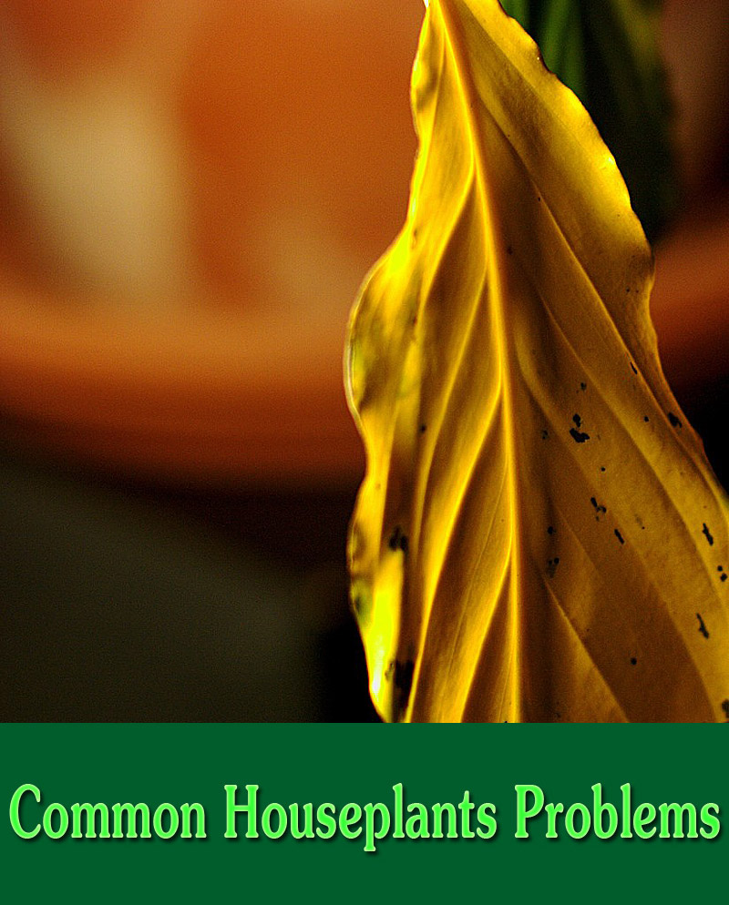 10 Common Houseplants Problems (and Solutions)