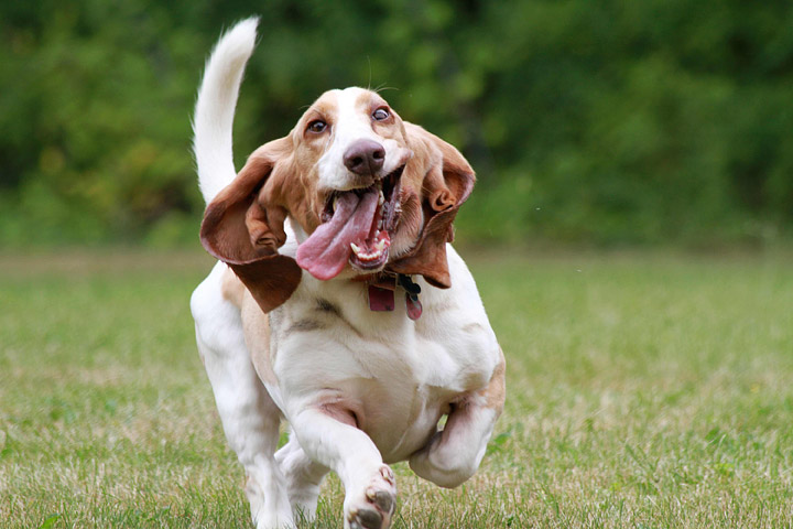 The World’s 10 Hardest Dog Breeds to Train