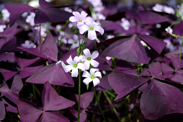 Magical Purple Shamrock - Info and Care