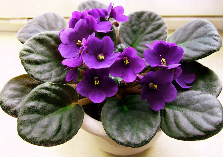 African Violets: Tips For Feeding, Propagating & More