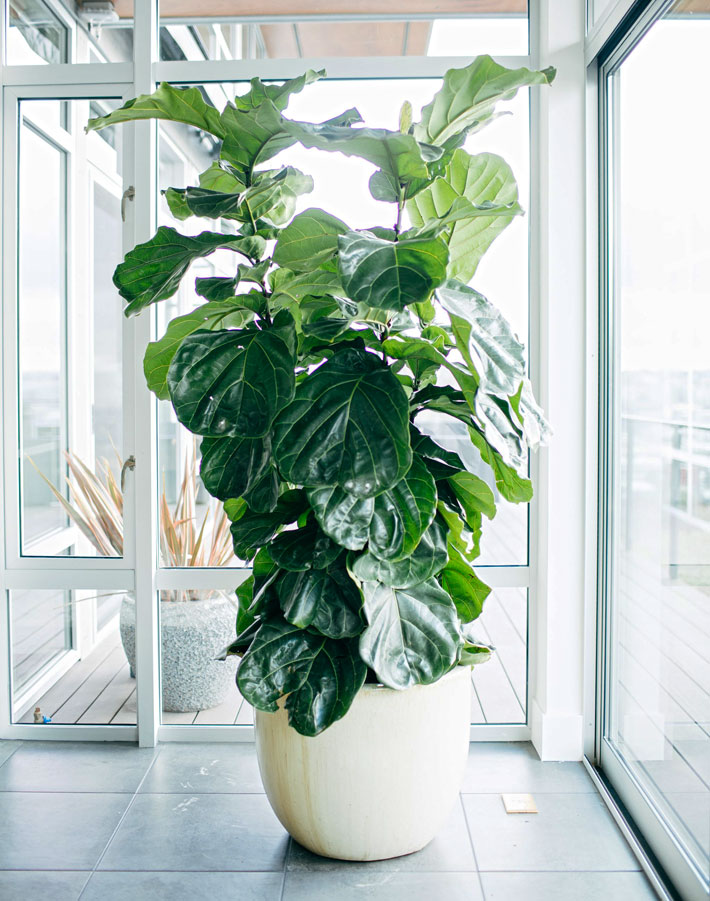 20 Easiest Houseplants You Can Grow