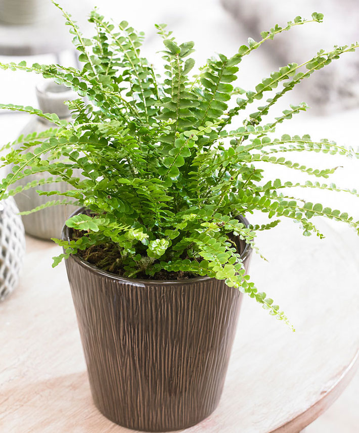 20 Easiest Houseplants You Can Grow