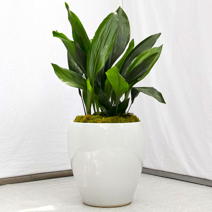 20 Easiest Houseplants You Can Grow