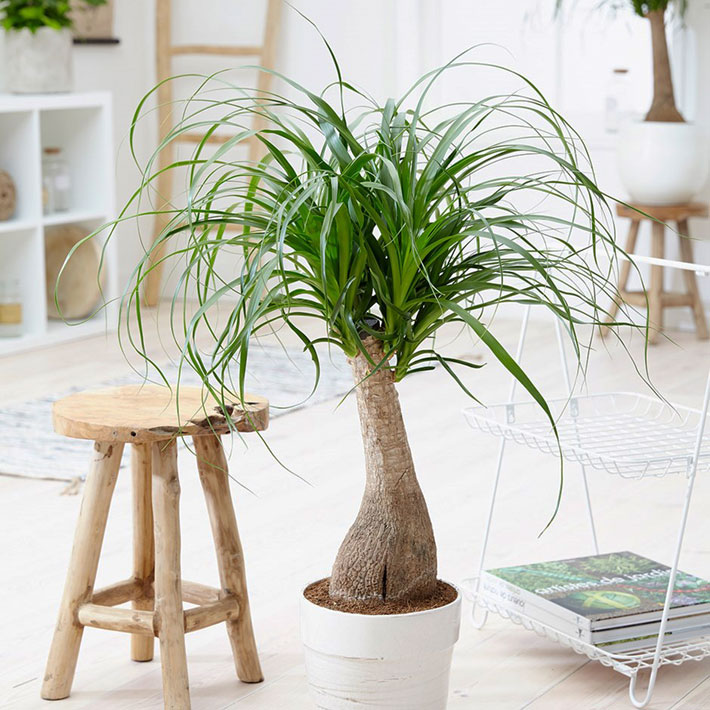 20 Easiest Houseplants You Can Grow