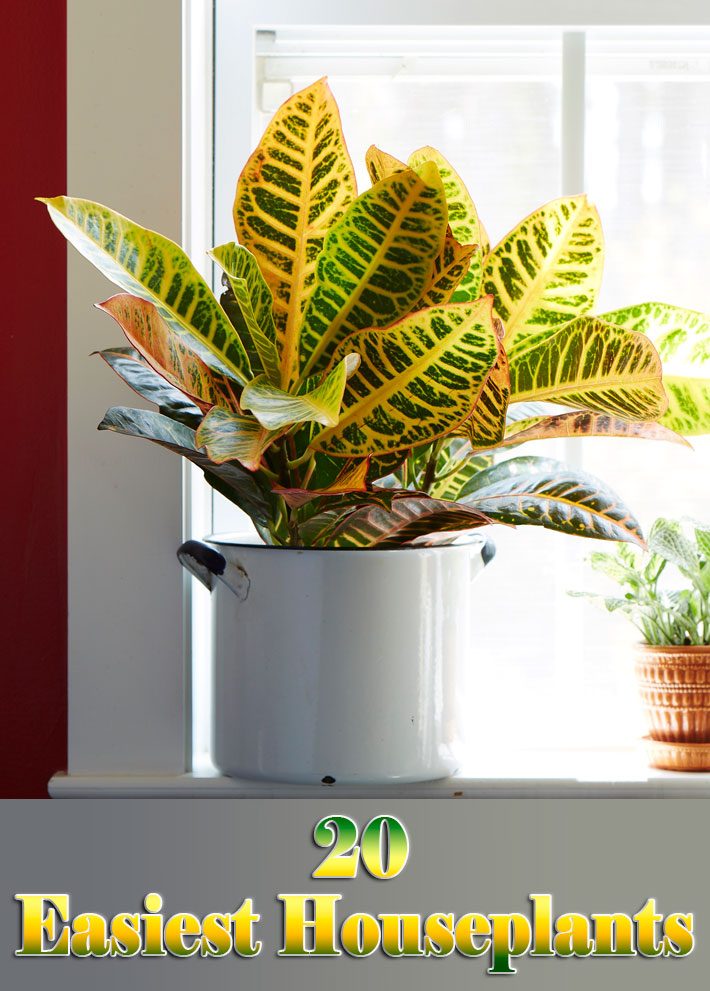 20 Easiest Houseplants You Can Grow