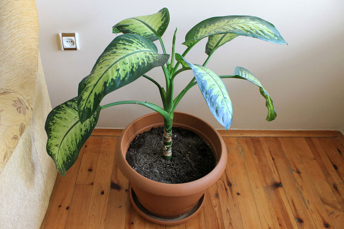 20 Easiest Houseplants You Can Grow