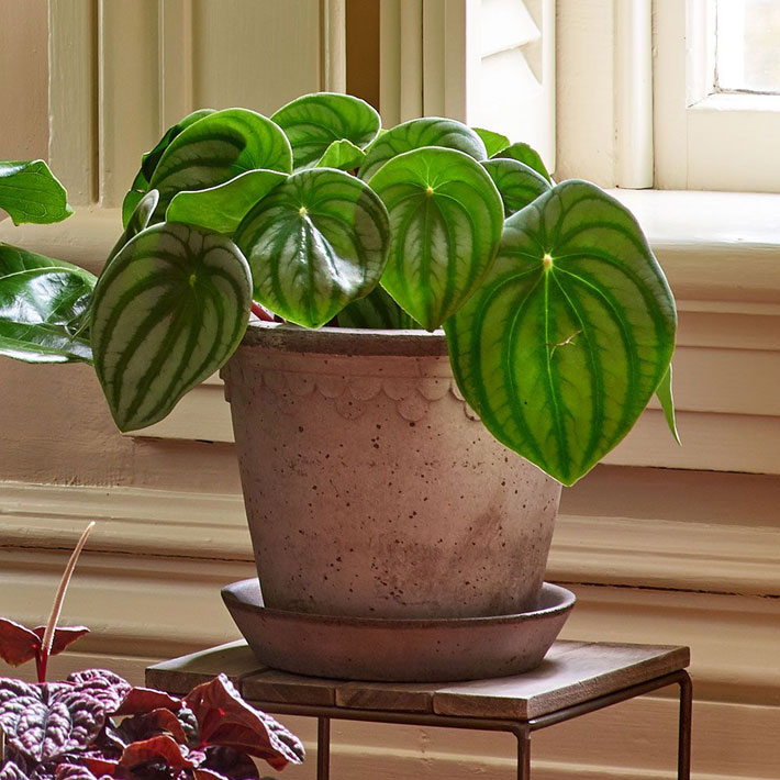 20 Easiest Houseplants You Can Grow